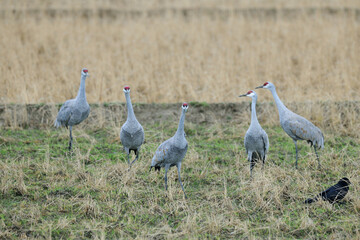 Fototapeta premium カナダヅルの群（鹿児島県・出水市） 