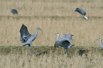 Fototapeta premium カナダヅルの舞（鹿児島県・出水市） 