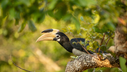 Fototapeta premium Malabar Pied Hornbill (Anthracoceros coronatus), also known as the lesser pied hornbill. It is a large, striking bird native to the tropical forests of India and Sri Lanka.