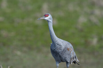 Fototapeta premium カナダヅルの頭部（鹿児島県・出水市） 