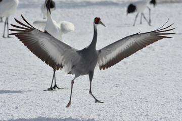 Fototapeta premium 雪上を走るマナヅル（北海道・鶴居村） 