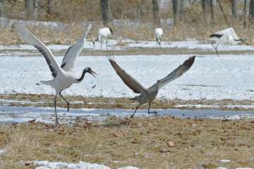 タンチョウに追われるカナダヅル（北海道・鶴居村）  © 愛 高行