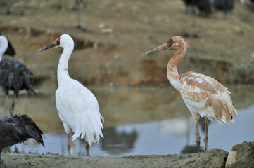 Fototapeta premium ソデグロヅルの成鳥と幼鳥（鹿児島県・出水市） 
