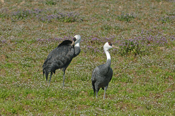 Fototapeta premium 花畑とナベヅルのつがい（鹿児島県・出水市） 