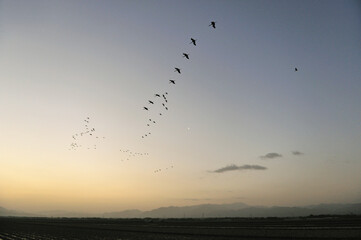 Fototapeta premium 隊列を組んで飛翔するツルの群（鹿児島県・出水市） 