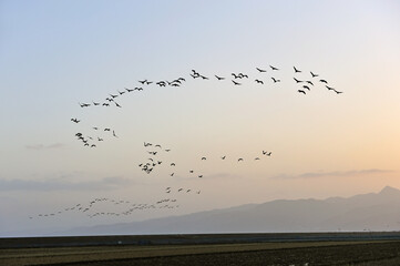 Fototapeta premium 隊列を組んで飛翔するツルの群（鹿児島県・出水市） 