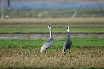 Fototapeta premium マナヅルの鳴き合い（鹿児島県・出水市） 