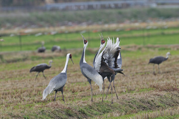 Fototapeta premium マナヅルの鳴き合い（鹿児島県・出水市） 