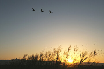 Fototapeta premium ススキの野原を飛ぶマナヅル（鹿児島県・出水市） 