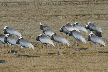 Fototapeta premium 農地で休むマナヅルの群（鹿児島県・出水市） 