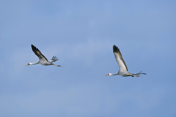 Fototapeta premium 飛翔するマナヅルのつがい（鹿児島県・出水市） 