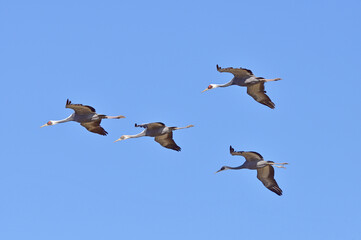 Fototapeta premium 飛翔するマナヅルの家族（鹿児島県・出水市） 