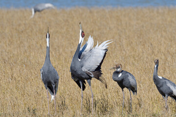 Fototapeta premium マナヅルの鳴き合い（鹿児島県・出水市） 
