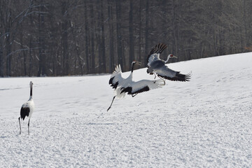 Fototapeta premium タンチョウに追われるマナヅル（北海道・鶴居村） 