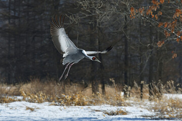 舞い降りるマナヅル（北海道・鶴居村）  © 愛 高行