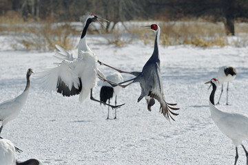 Fototapeta premium タンチョウと争うマナヅル（北海道・鶴居村） 