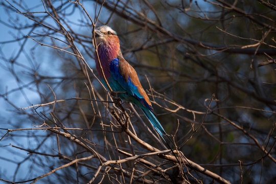 lilac breasted roller or coracias caudatus bird perched in tree at tarangire national park tanzania