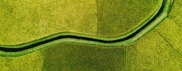 green grassy field background, large area of lush rice fields, aerial view, high-resolution photography