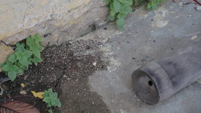 Static shot of ants moving across rough ground surface with natural textures, detailed micro activity background for documentary and insert use