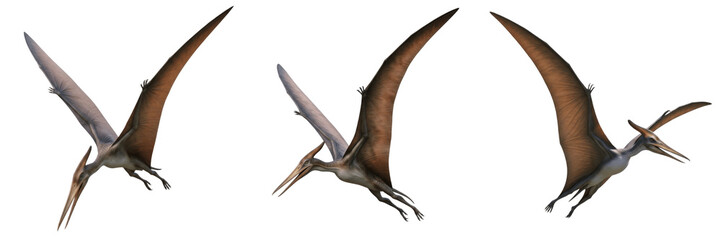 Set of Flying Pterodactyl Pterosaur Dinosaurs Transparent Background PNG © Chr