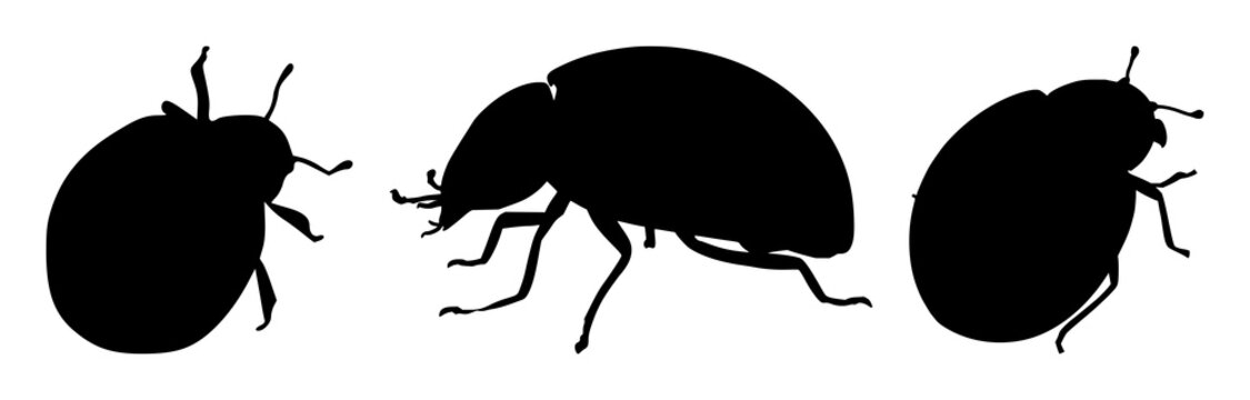 Ladybug silhouette set with a cartoon style illustrating an insect with a simple outline featuring bug, nature, animal with beetle and ladybird