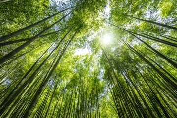 Fototapeta premium Low angle shot of sunlight streaming through fresh green bamboo forest, long shadows on the ground, clean composition, minimalist photography