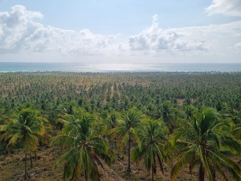 Aerial view of vast coconut palm tree plantation at Gunga Beach, Brazil.