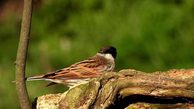 The common reed bunting (Emberiza schoeniclus), a small passerine bird recognizable by its black head and throat, white neck collar, and streaky brown back