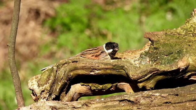 The common reed bunting (Emberiza schoeniclus), a small passerine bird recognizable by its black head and throat, white neck collar, and streaky brown back
