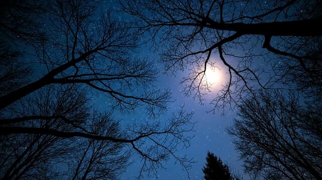 Moonlight through bare tree branches night.