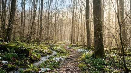 Obraz premium A serene forest path with sunlight filtering through the trees, leading to a small stream with snow on the ground.
