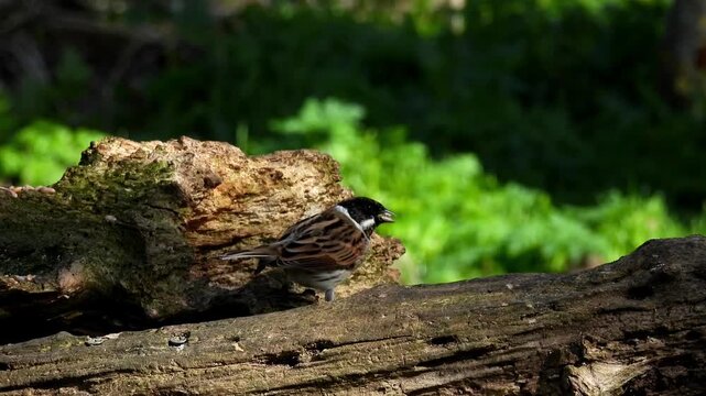The common reed bunting (Emberiza schoeniclus), a small passerine bird recognizable by its black head and throat, white neck collar, and streaky brown back