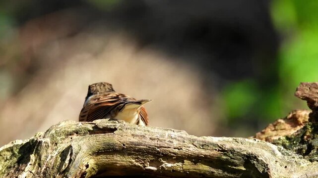 The common reed bunting (Emberiza schoeniclus), a small passerine bird recognizable by its black head and throat, white neck collar, and streaky brown back. 