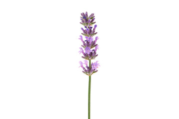 Obraz premium Tall lavender flowers with green stems, isolated, PNG