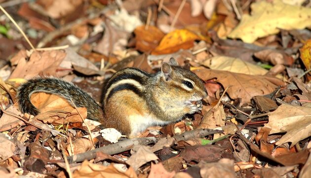 Cute Eastern Chipmunk (Tamias striatus) Eating Foraged Nuts Among Autumn Leaves