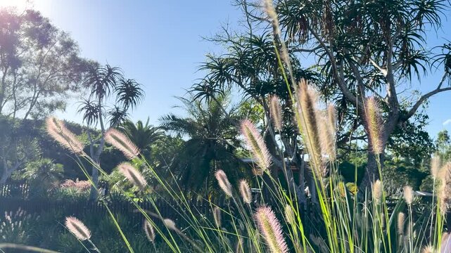 Golden Hour Sunlight Backlighting Pennisetum Fountain Grass in Australian Garden