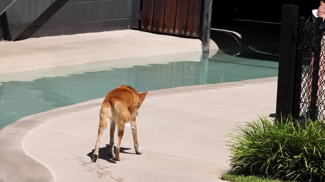 Australian Dingo Walking Along a Concrete Path Near Water
