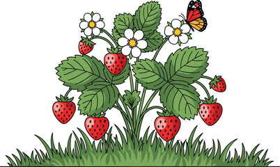 Strawberry plant with ripe fruits, flowers and butterfly, detailed botanical garden illustration, fresh organic berry vector for agriculture and food design © EdGe Creative