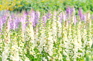 digitalis white or Common Foxglove, Digitalis purpurea or Plantaginaceae or Scrophulariaceae or  Digitalis purpurea Dalmatian White Spotted or white flower © jobrestful