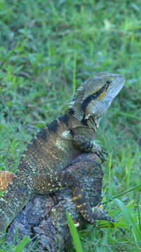 Australian Water Dragon Perched on a Log in Beerwah Queensland