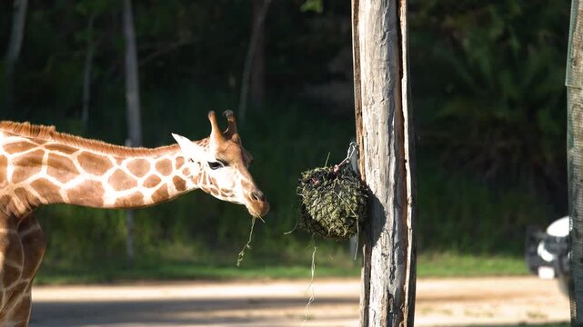 Giraffe Eating Hay from a Hanging Net at Australia Zoo