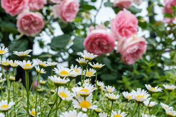 Fototapeta premium 満開のピンクのバラを背景に咲く白いマーガレットの花々