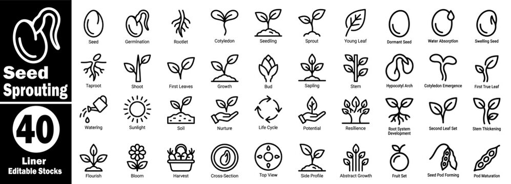 Seed sprouting icons set. Collection of seed germination, rootlet, cotyledon, seedling, sprout, young leaf, dormant seed, water absorption process vector illustration.