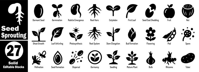 Fototapeta premium Seed sprouting illustration. Showing different plant growth stages from seed to mature plant, including root system and flowering phases, for educational and scientific purposes. 