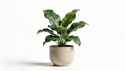 Obraz premium Green houseplant in ceramic pot isolated on white background