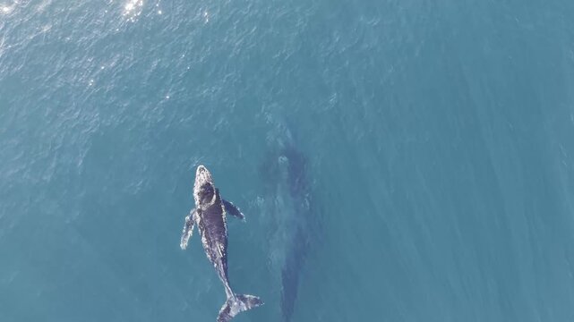 Humpback Whale Pod Surface Behavior - Afternoon Cabo San Lucas, Mexico Part 5 - Aerial Drone 4K