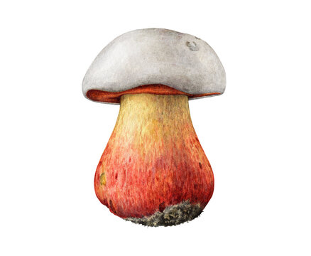 Satan's bolete mushroom watercolor illustration. Hand drawn Rubroboletus satanas fungus element. Devil's bolete toxic forest mushroom isolated on transparent background.