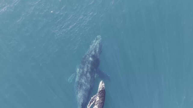Humpback Whale Pod Surface Behavior - Afternoon Cabo San Lucas, Mexico Part 4 - Aerial Drone 4K