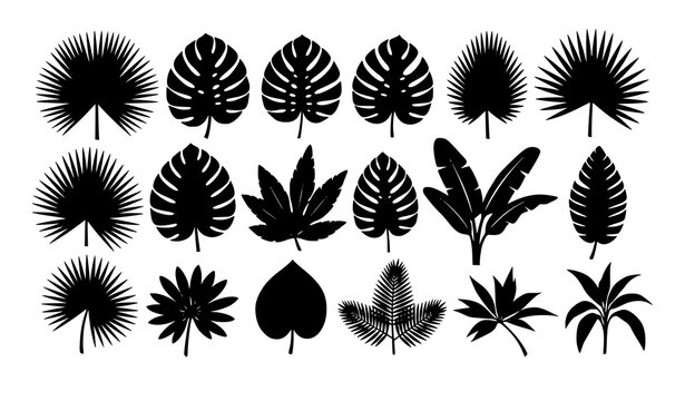 Tropical leaf silhouette set palm monstera botanical vector illustration