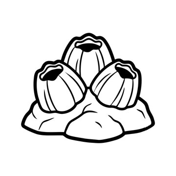 Three barnacle lineart